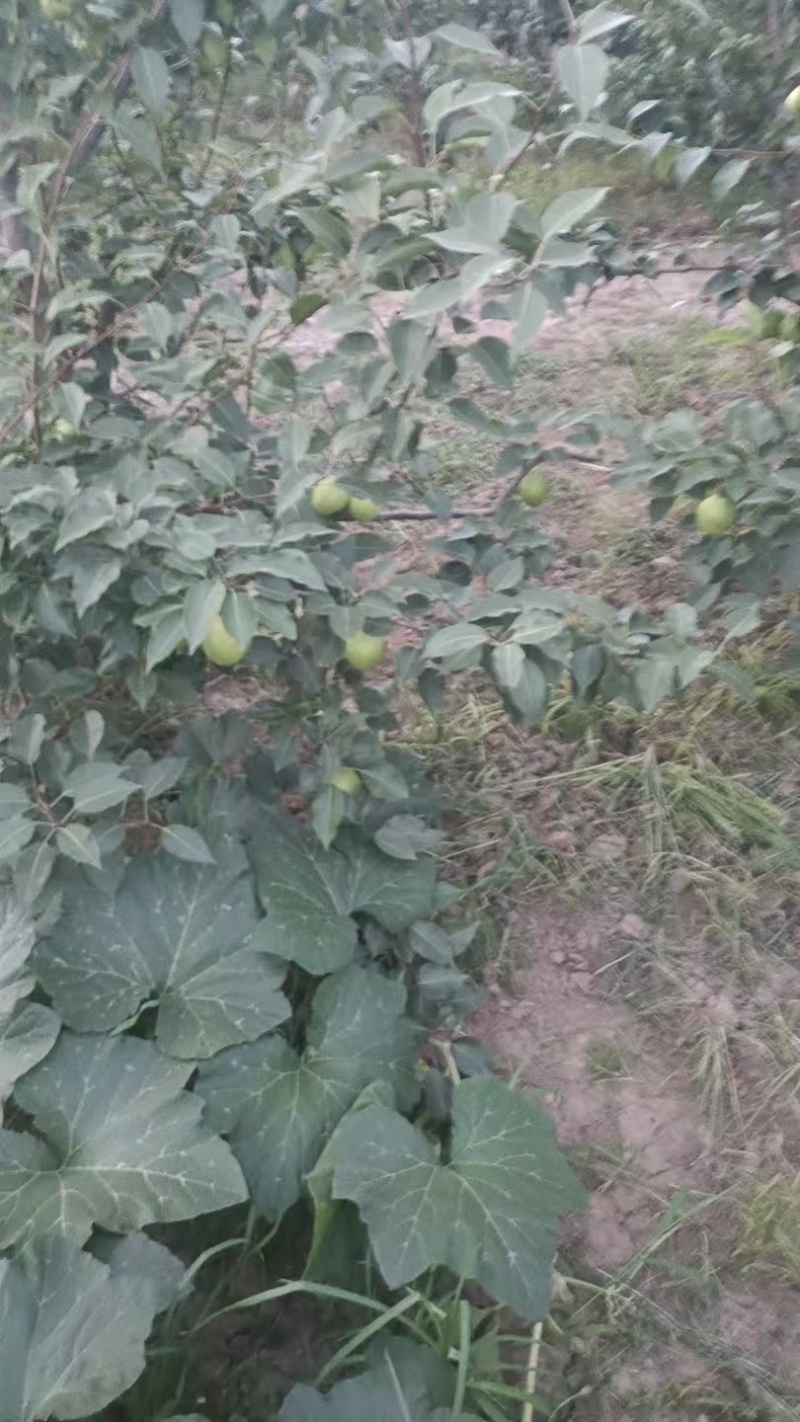 精品早酥梨皮薄核小多汁，酸甜可口