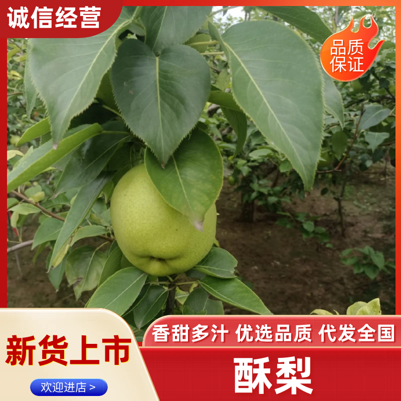 精品早酥梨甘甜可口核小肉厚没楂