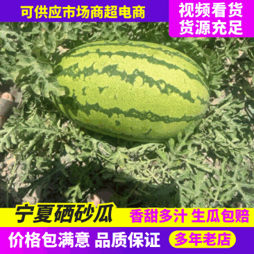 甘肃西瓜硒砂瓜水果基地供应全国直销量大从优价格优惠