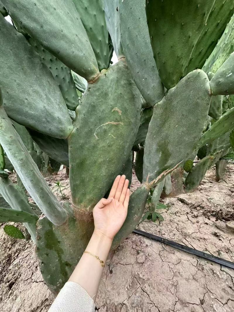 仙人掌基地直销量大质优价格优惠一手货源欢迎咨询采购