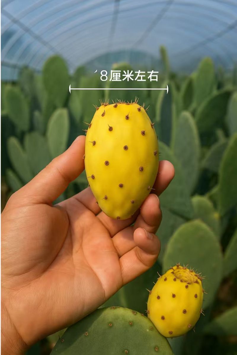 仙人掌苗仙人掌果苗基地直销量大质优价格优惠欢迎采购