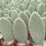 【实力推荐】仙人掌量大质优价格优惠支持视频看货