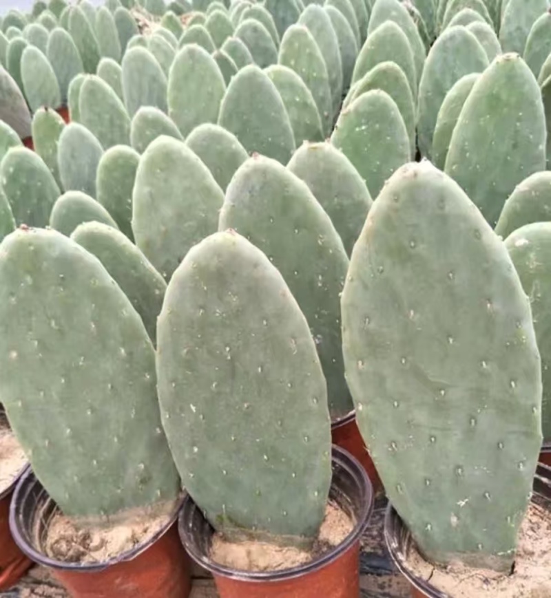 【实力推荐】仙人掌量大质优价格优惠支持视频看货