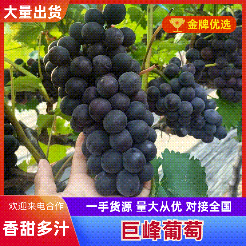 山东平邑精品巨峰葡萄甜度18以上品质严选对接电商平台商超