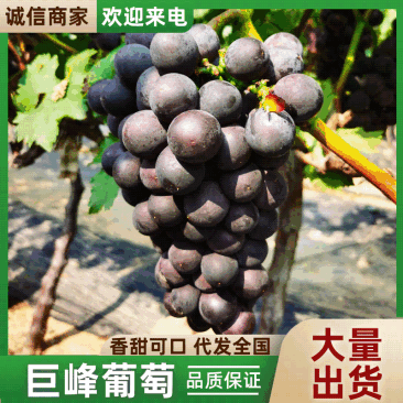山东巨峰葡萄口感甜多汁田间地头现摘现发一手货源对接全国。
