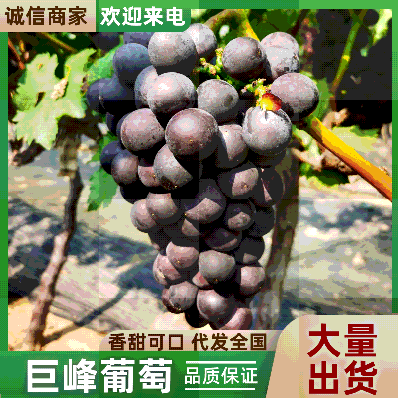 山东巨峰葡萄口感甜多汁田间地头现摘现发一手货源对接全国。