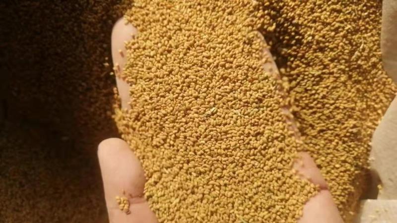 中苜一号苜蓿种子甘肃苜蓿草种子批发基地