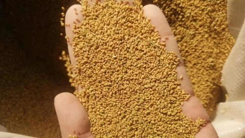 中苜一号苜蓿种子甘肃苜蓿草种子批发基地