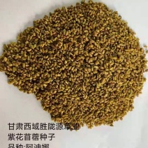 紫花苜蓿草种子甘肃玉门苜蓿草产区玉门苜蓿草种子买好种子拉