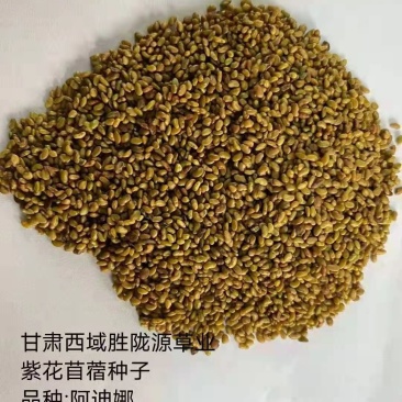紫花苜蓿草种子甘肃玉门苜蓿草产区玉门苜蓿草种子买好种子拉