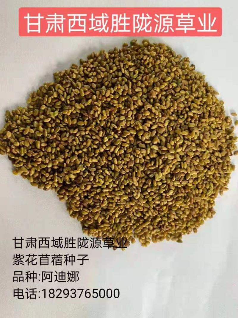 紫花苜蓿草种子甘肃玉门苜蓿草产区玉门苜蓿草种子买好种子拉