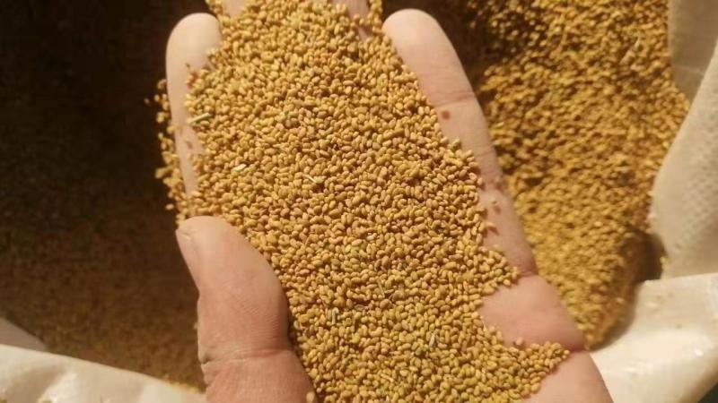 紫花苜蓿草种子甘肃玉门苜蓿草产区玉门苜蓿草种子买好种子拉