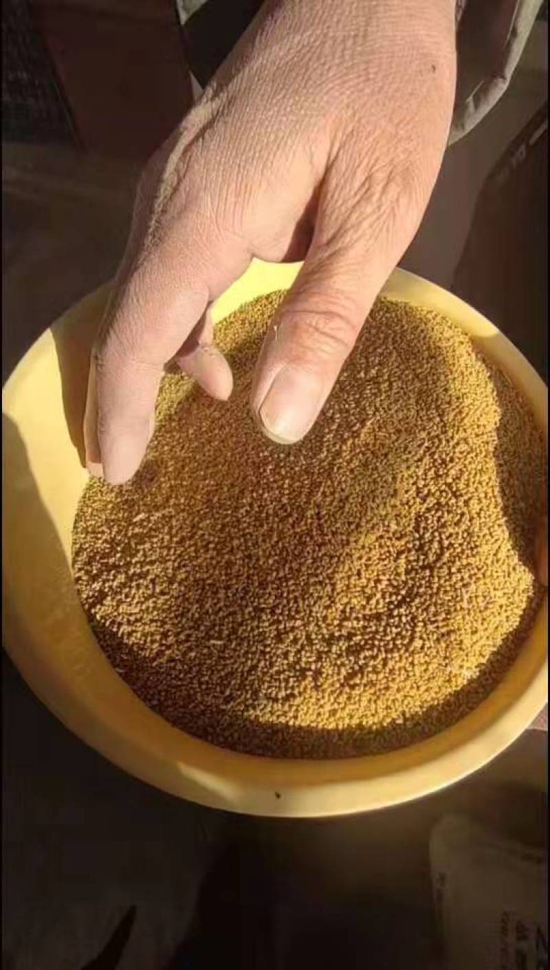 紫花苜蓿草种子甘肃玉门苜蓿草产区玉门苜蓿草种子买好种子拉
