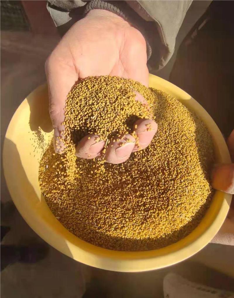 紫花苜蓿草种子甘肃玉门苜蓿草产区玉门苜蓿草种子买好种子拉