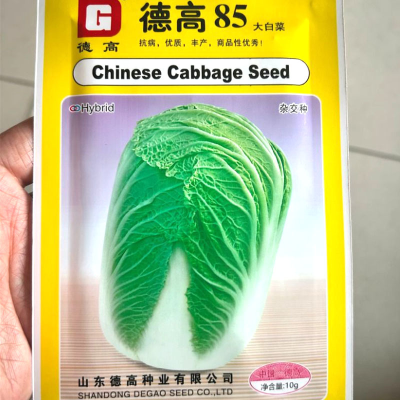 德高85大白菜种子抗病高产白帮大白菜种子基地种植