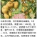 中威早红霞特早熟黄肉油蟠桃6月初成熟不裂果不炸核
