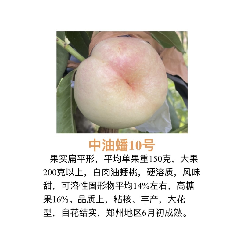 中威果丰中油蟠10号6月初成熟挂树期长风味甜粘核丰