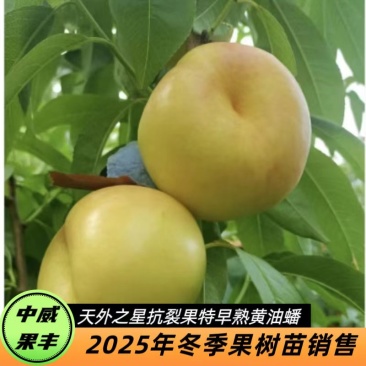 天外之星6月中下旬成熟抗裂果大果型肉质硬脆果面光