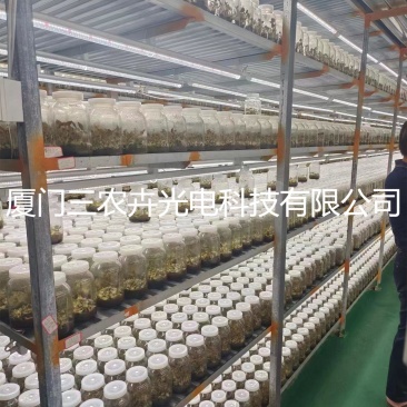 90cm-金线莲组培灯