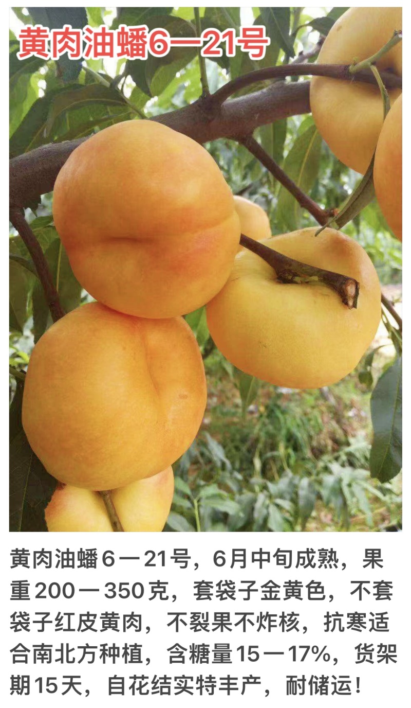 黄肉油蟠6-21号6月中旬成熟不裂果不炸核抗寒挂树期长