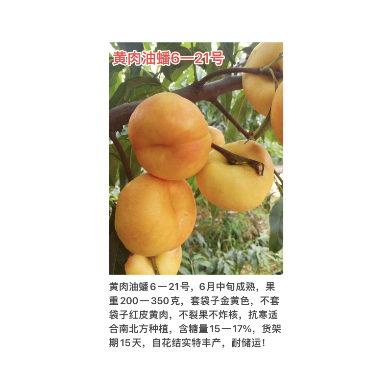 黄肉油蟠6-21号6月中旬成熟不裂果不炸核抗寒挂树期长