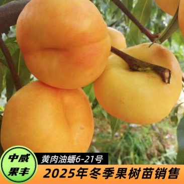 黄肉油蟠6-21号6月中旬成熟不裂果不炸核抗寒挂树期长