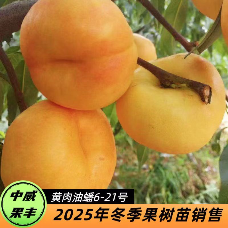 黄肉油蟠6-21号6月中旬成熟不裂果不炸核抗寒挂树期长