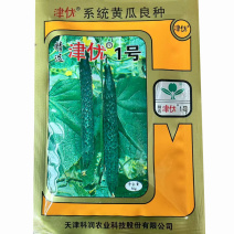 精选津优1号黄瓜种子青瓜50g瓜把短大田基地春秋种植
