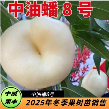 中威果丰中油蟠8号6月中旬熟挂树期长果肉纯白建议套袋