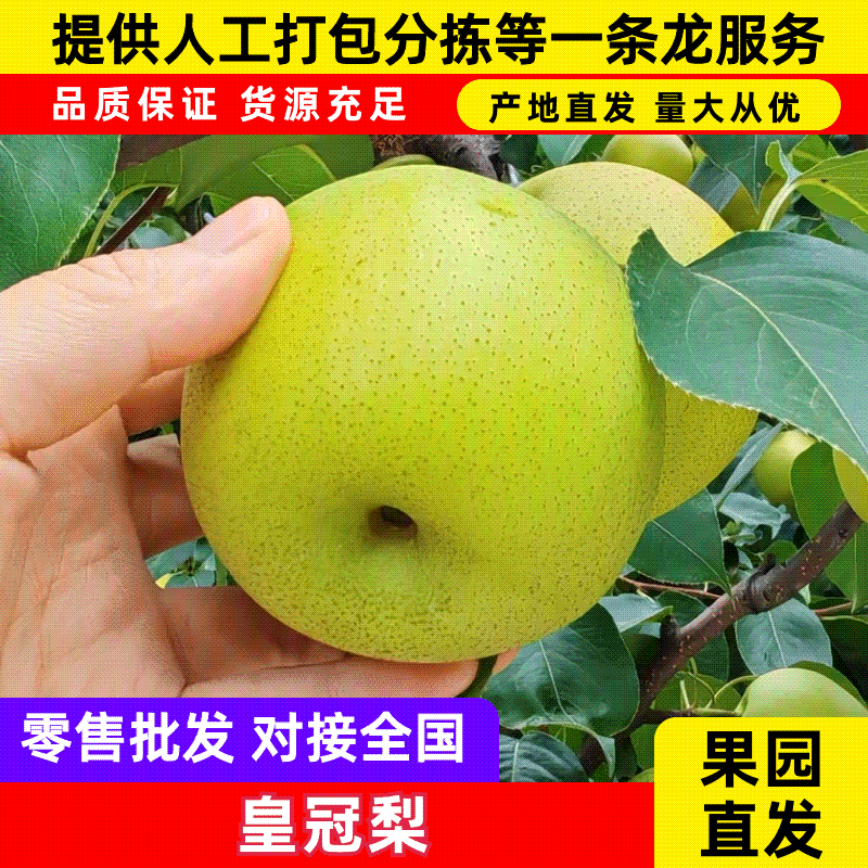 砀山皇冠梨青皮蜜梨连片果园种植口感脆甜好吃对接商超