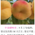 油蟠味帝8月上旬成熟挂树期长品质优自花结实丰产适宜套袋