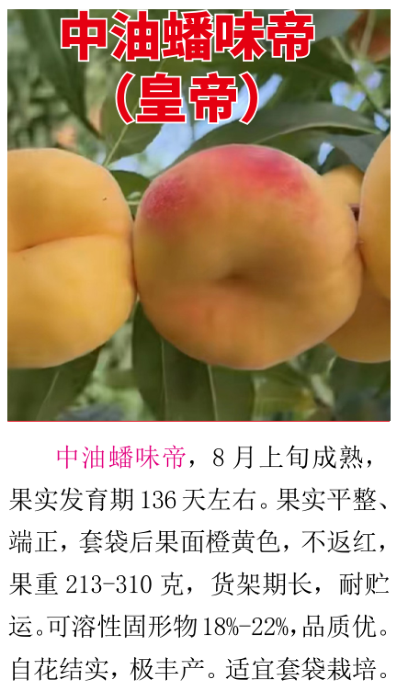 油蟠味帝8月上旬成熟挂树期长品质优自花结实丰产适宜套袋