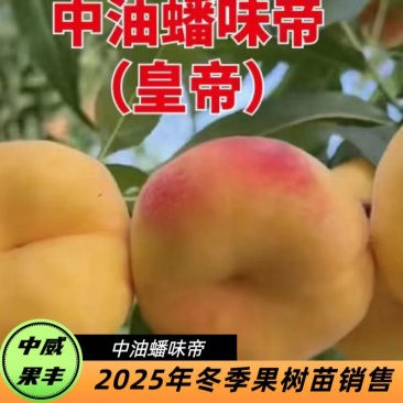 油蟠味帝8月上旬成熟挂树期长品质优自花结实丰产适宜套袋
