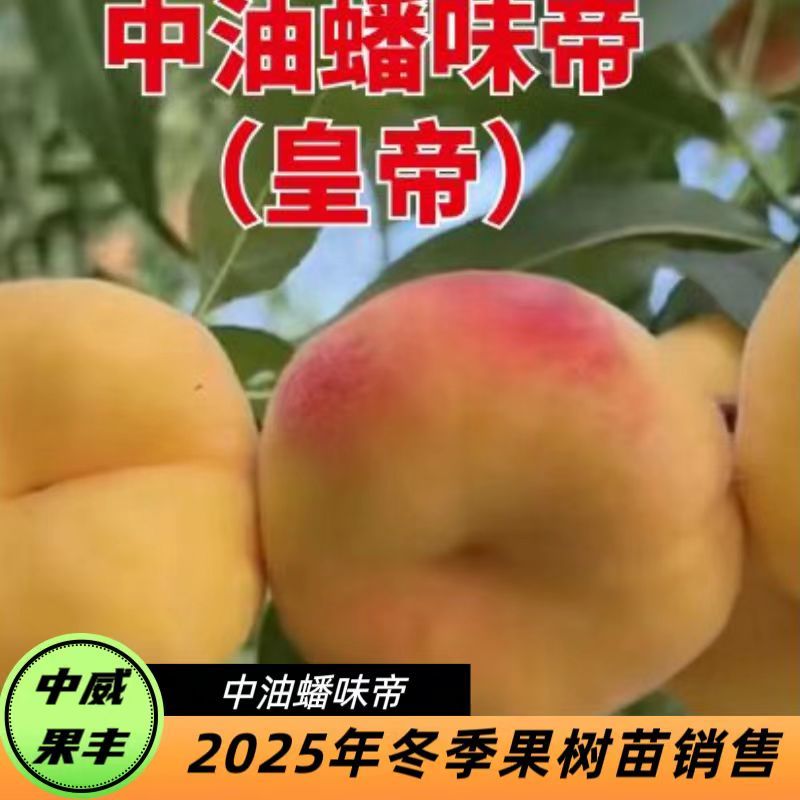 油蟠味帝8月上旬成熟挂树期长品质优自花结实丰产适宜套袋
