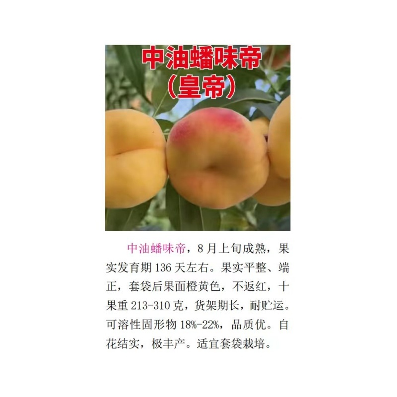 油蟠味帝8月上旬成熟挂树期长品质优自花结实丰产适宜套袋