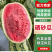 宁夏硒砂瓜石头瓜大量现货供应,瓤红个大,耐运输,代发全国