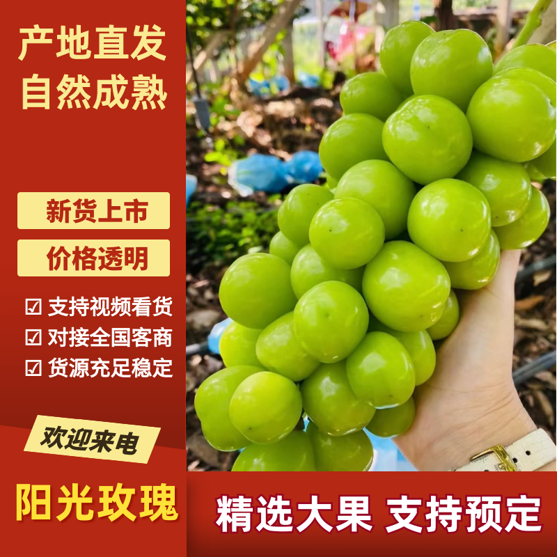 阳光玫瑰渭南葡萄现货供应，品质保证，对接电商批发各大平台