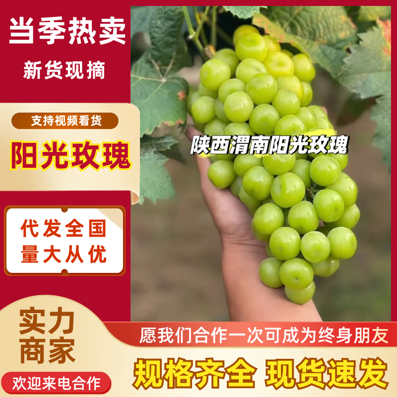 阳光玫瑰陕西葡萄（一手货源）口感好品质高价格可谈代发全国