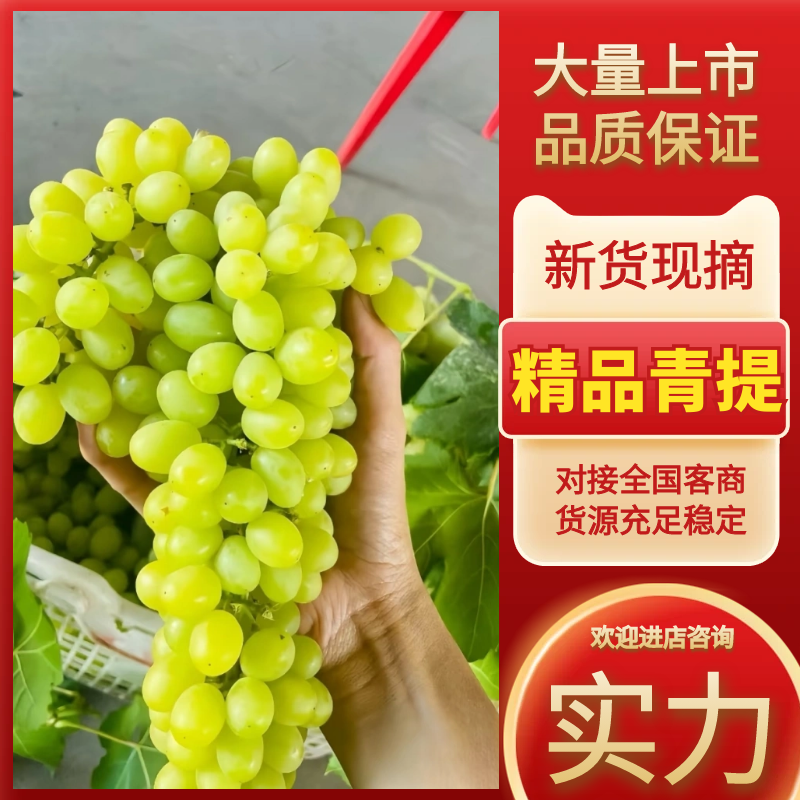 【青提】陕西葡萄产地一手货源规格齐全，价格可谈可视频看货