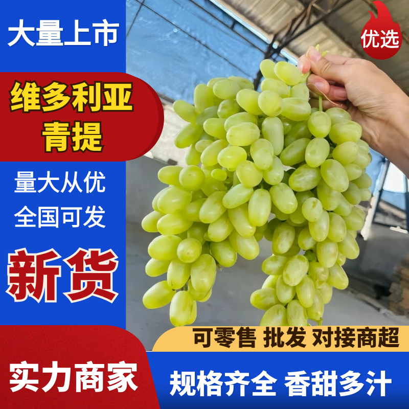 青提葡萄便宜葡萄大量现货供应，规格齐全对接电商市场批发商