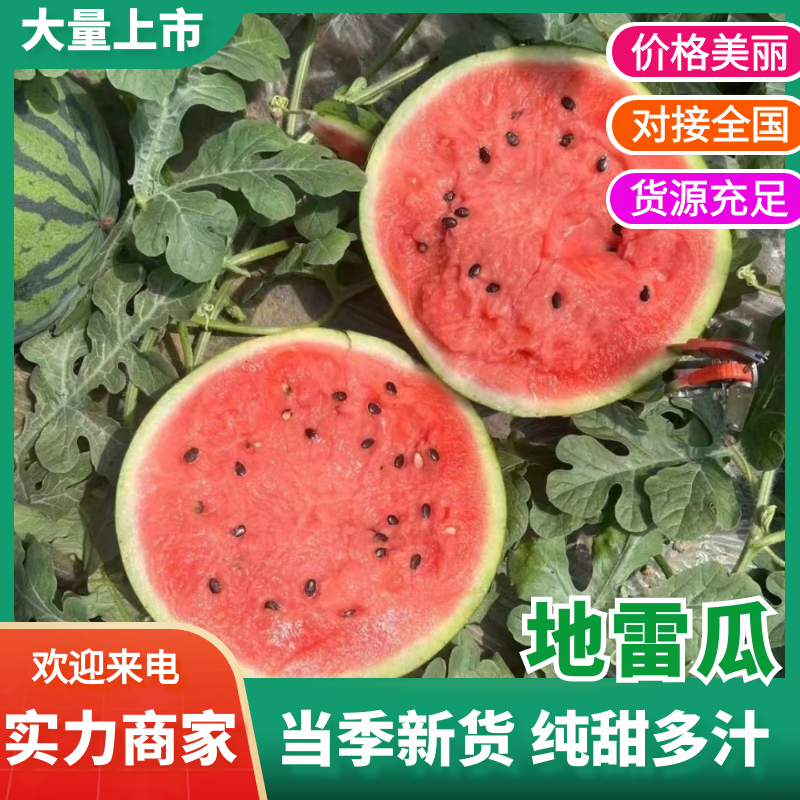 吉林地雷瓜包熟包甜现摘现发量大从优放心购买