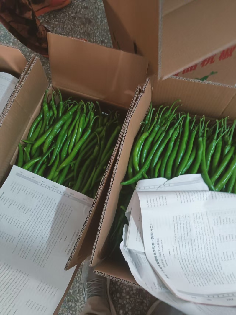 河南辣椒精品线椒全国发货一手货源保质保量