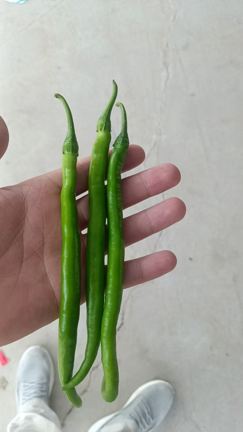 河南辣椒精品线椒全国发货一手货源保质保量
