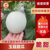 河北饶阳玉菇甜瓜产地直发品质保障对接电商市场社区