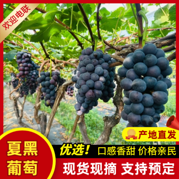 夏黑葡萄陕西葡萄，视频看货价格可谈，对接电商市场批发商