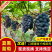 夏黑葡萄陕西葡萄，视频看货价格可谈，对接电商市场批发商
