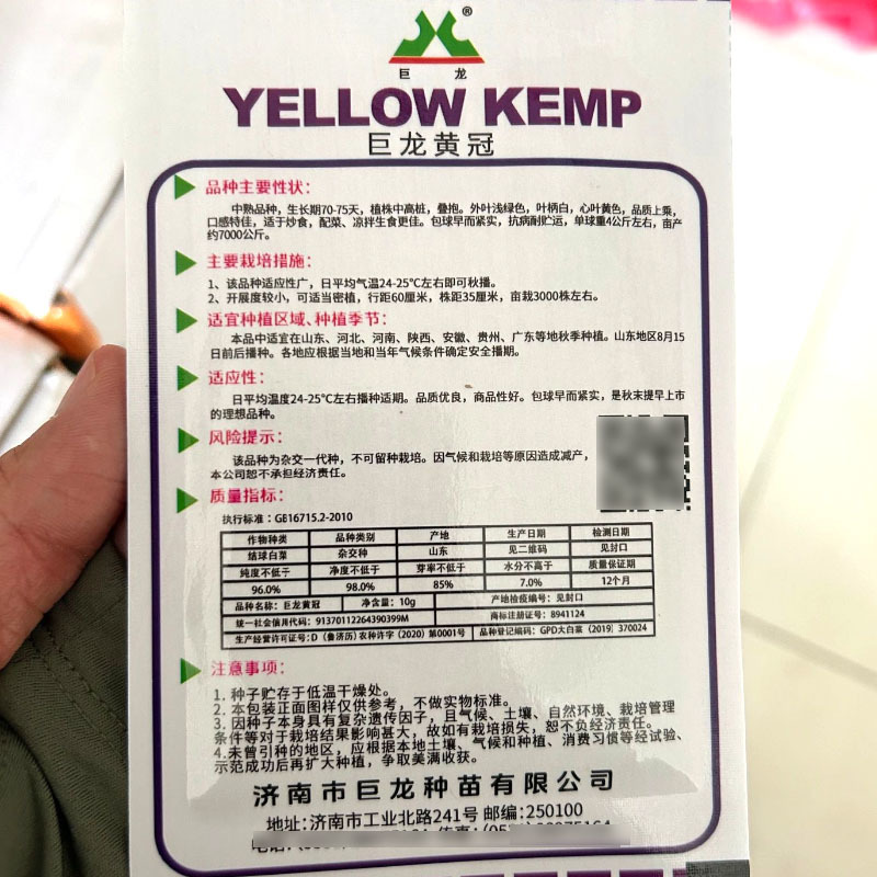 巨龙黄冠黄心大白菜种子中熟高桩叠抱黄心白菜种子抗病