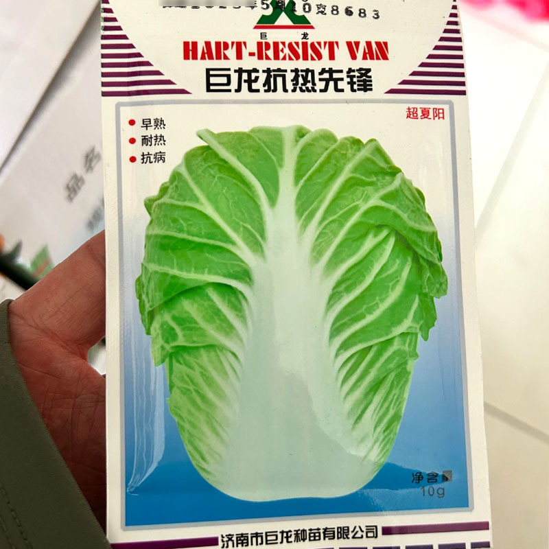 巨龙抗热先锋大白菜种子超夏阳白菜种子早熟耐热抗病