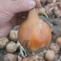 黄皮洋葱150规格6到9量大外贸版圆形按要求装箱打包网袋价低