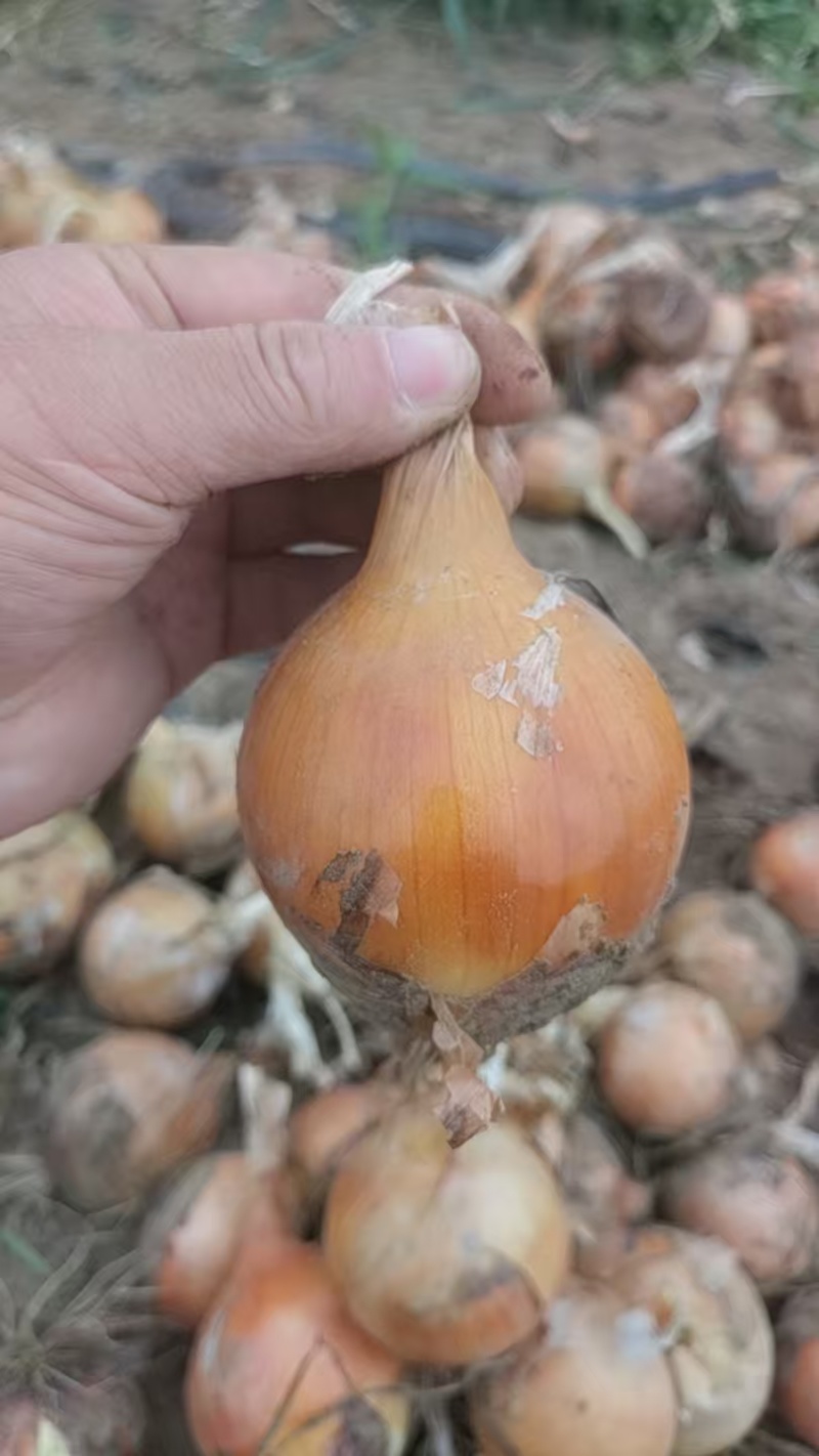 黄皮洋葱150规格6到9量大外贸版圆形按要求装箱打包网袋价低